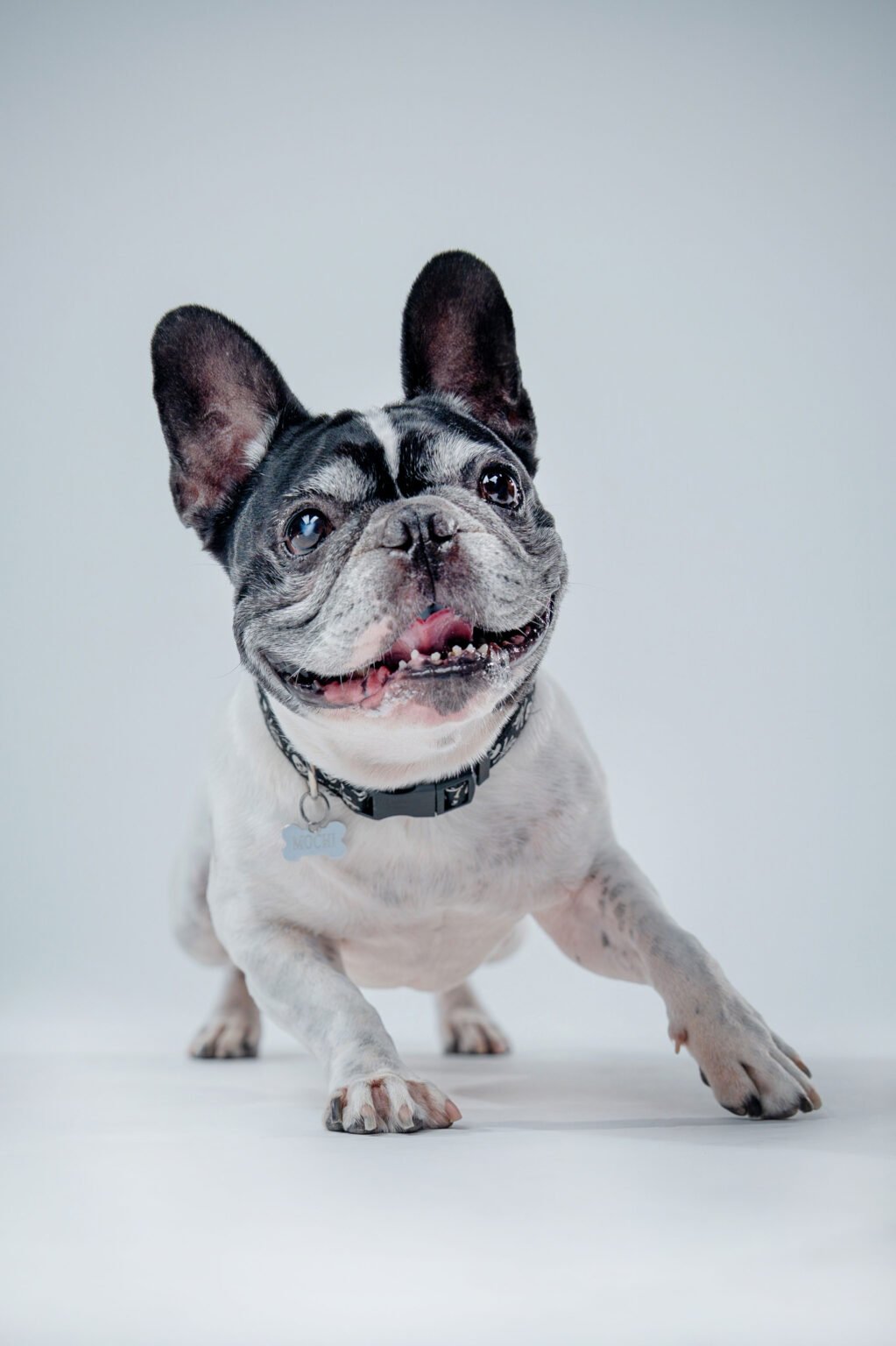 Mochi,-Penny-y-Chola-2