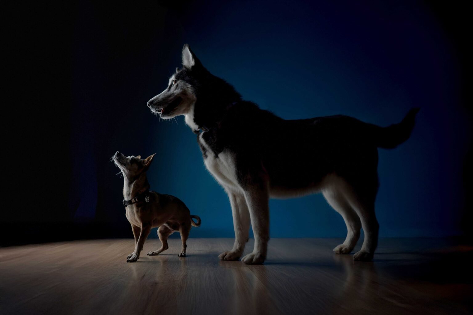 Canelita-y-Lucy-14 web