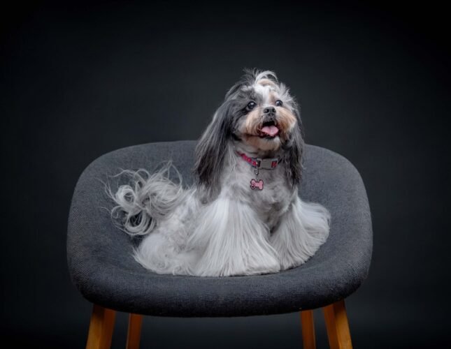 Drago,-Gala-y-Lexy-13-web