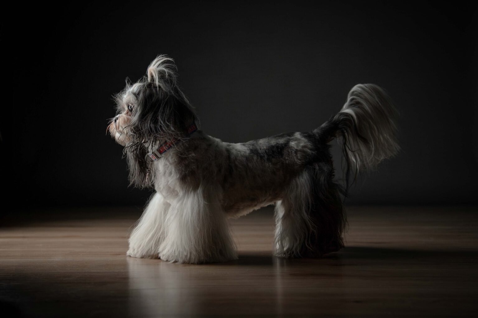 Drago,-Gala-y-Lexy-28-web