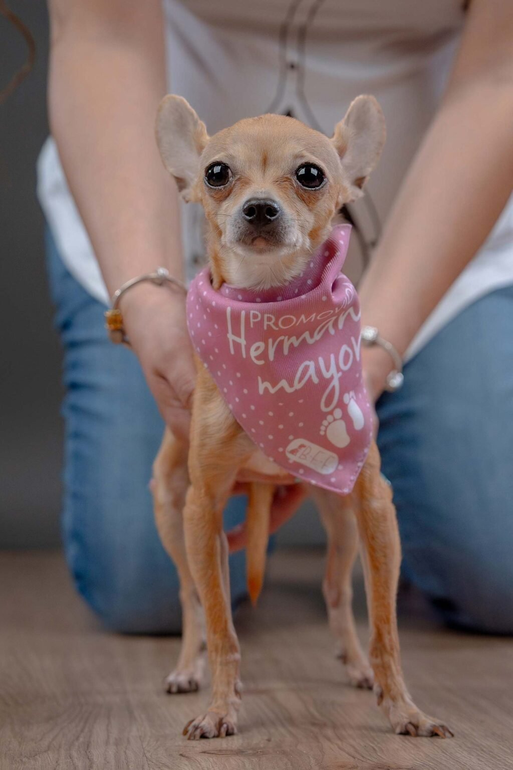 Embarazo-chihuahua-vertical