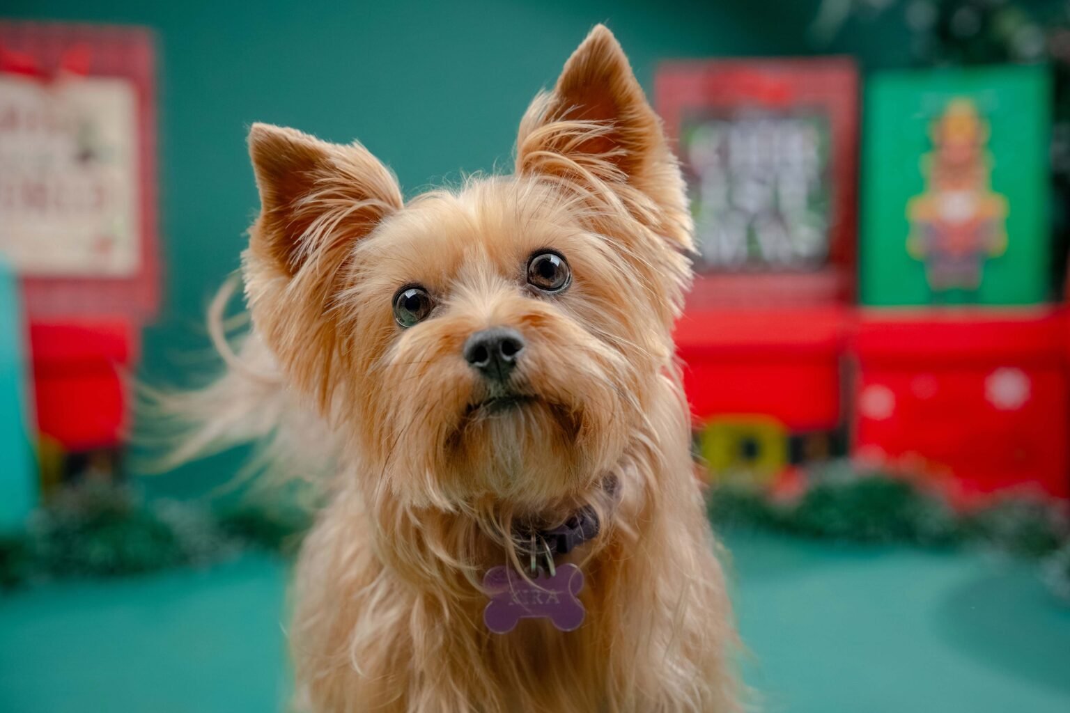 Goliat,-Kira-y-Theo-6-web