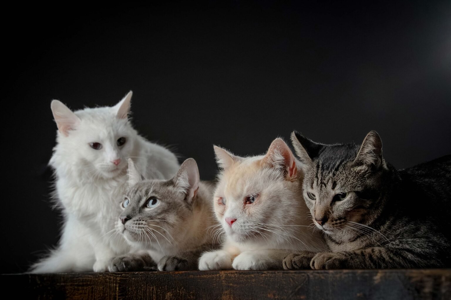 Gordo,-Ito,-Humo-y-Freya-30-web