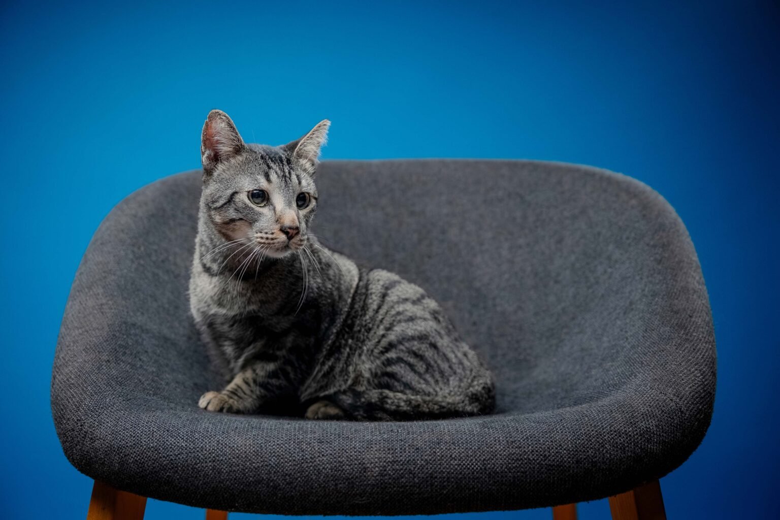 Gordo,-Ito,-Humo-y-Freya-7-web