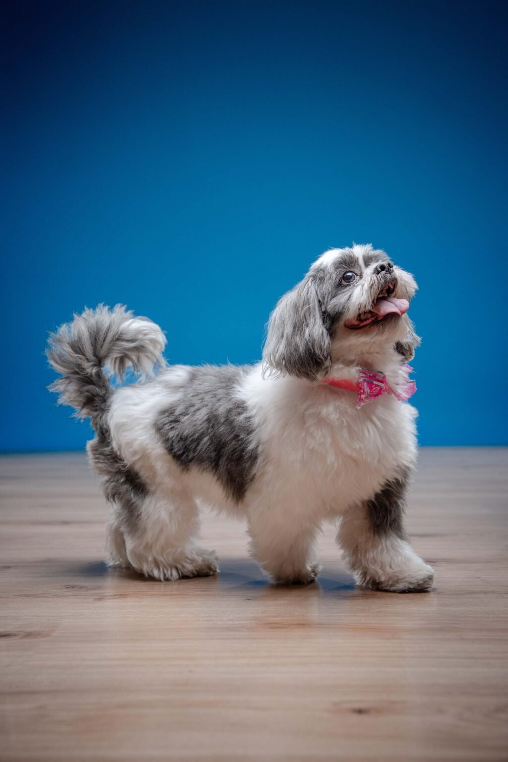 Junior,-Negro-y-Azul-1-web