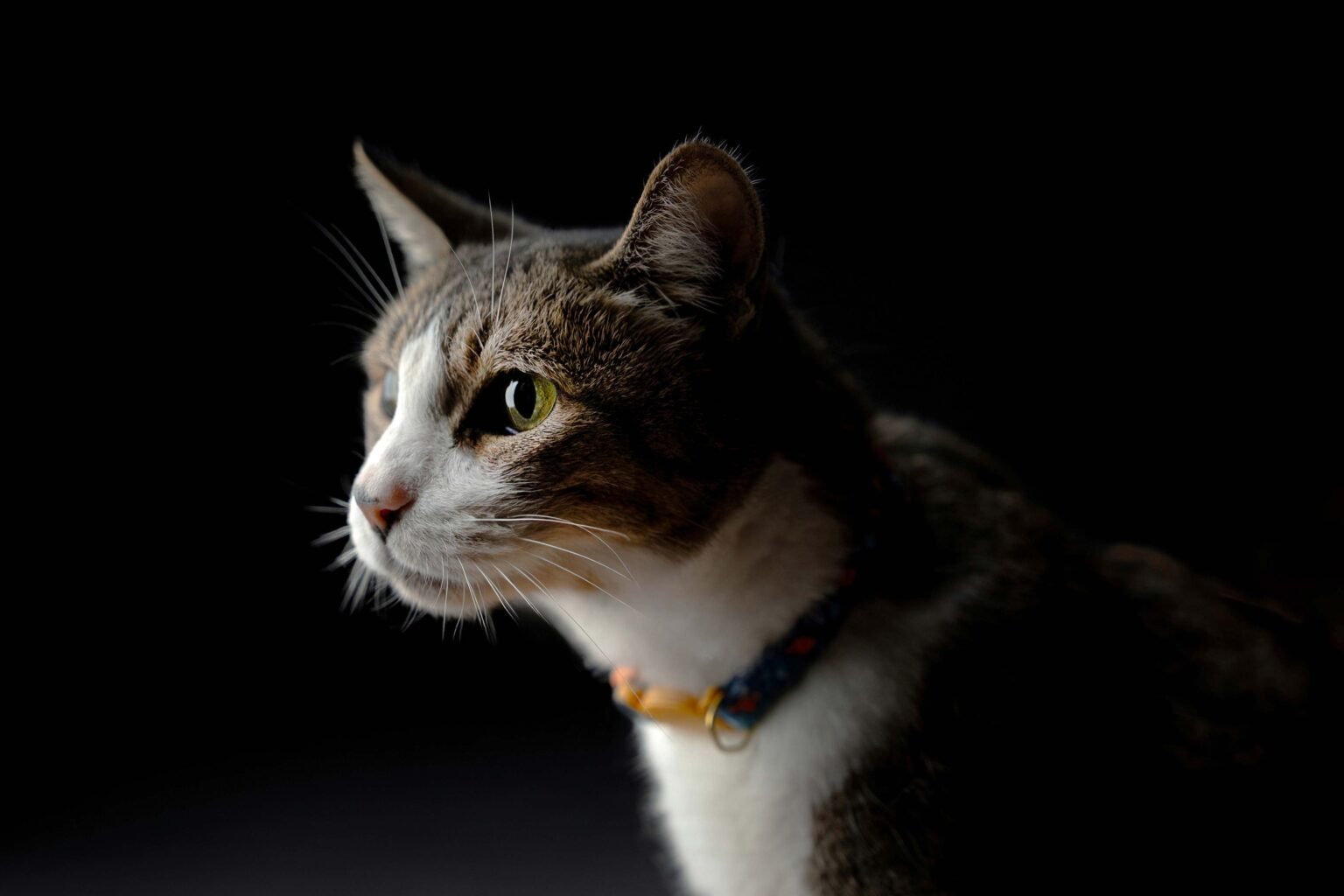 Mochi,-Penny-y-Chola-23-web