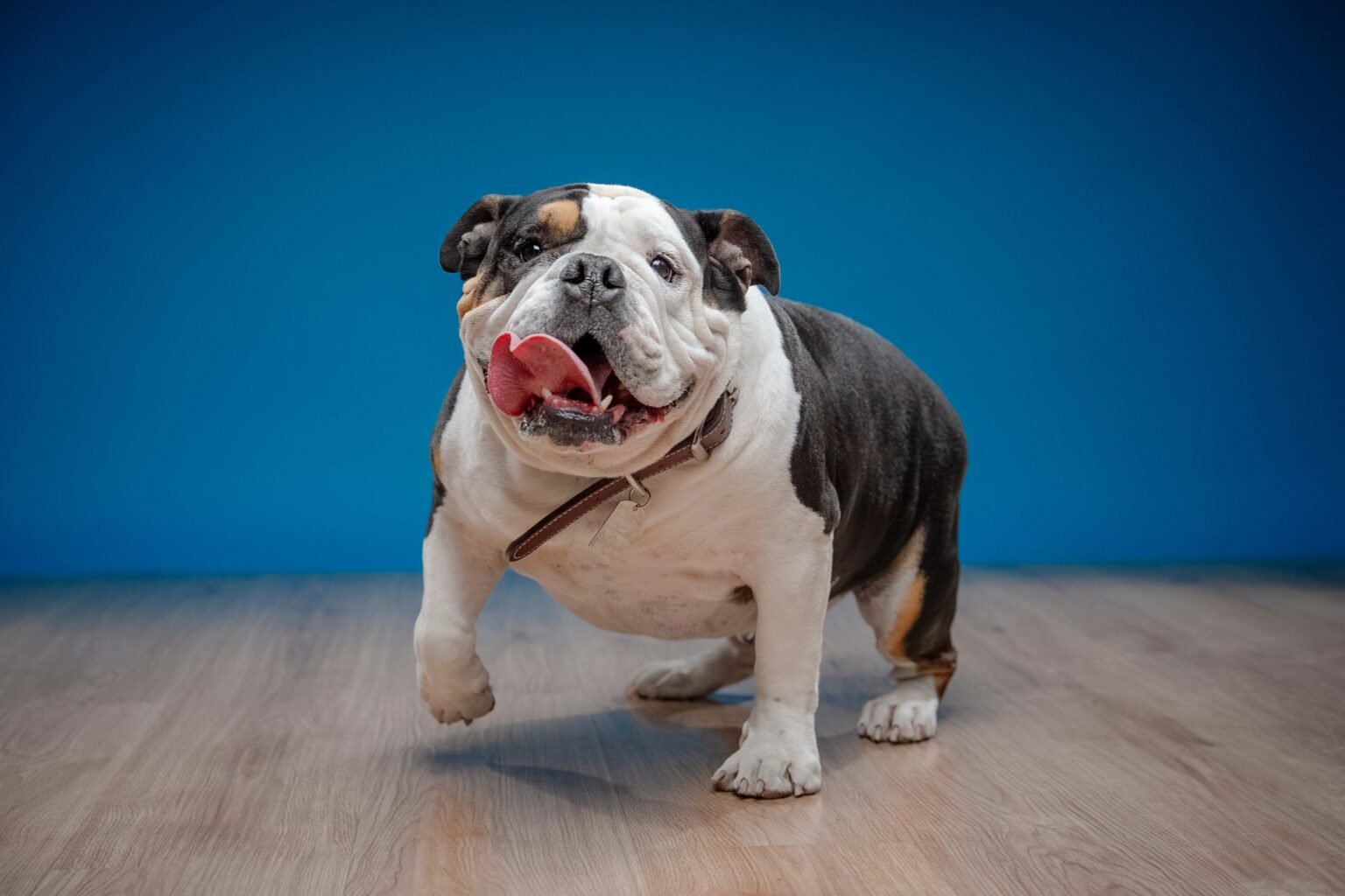 Mulan,-Baloo-y-Galleta-3-web