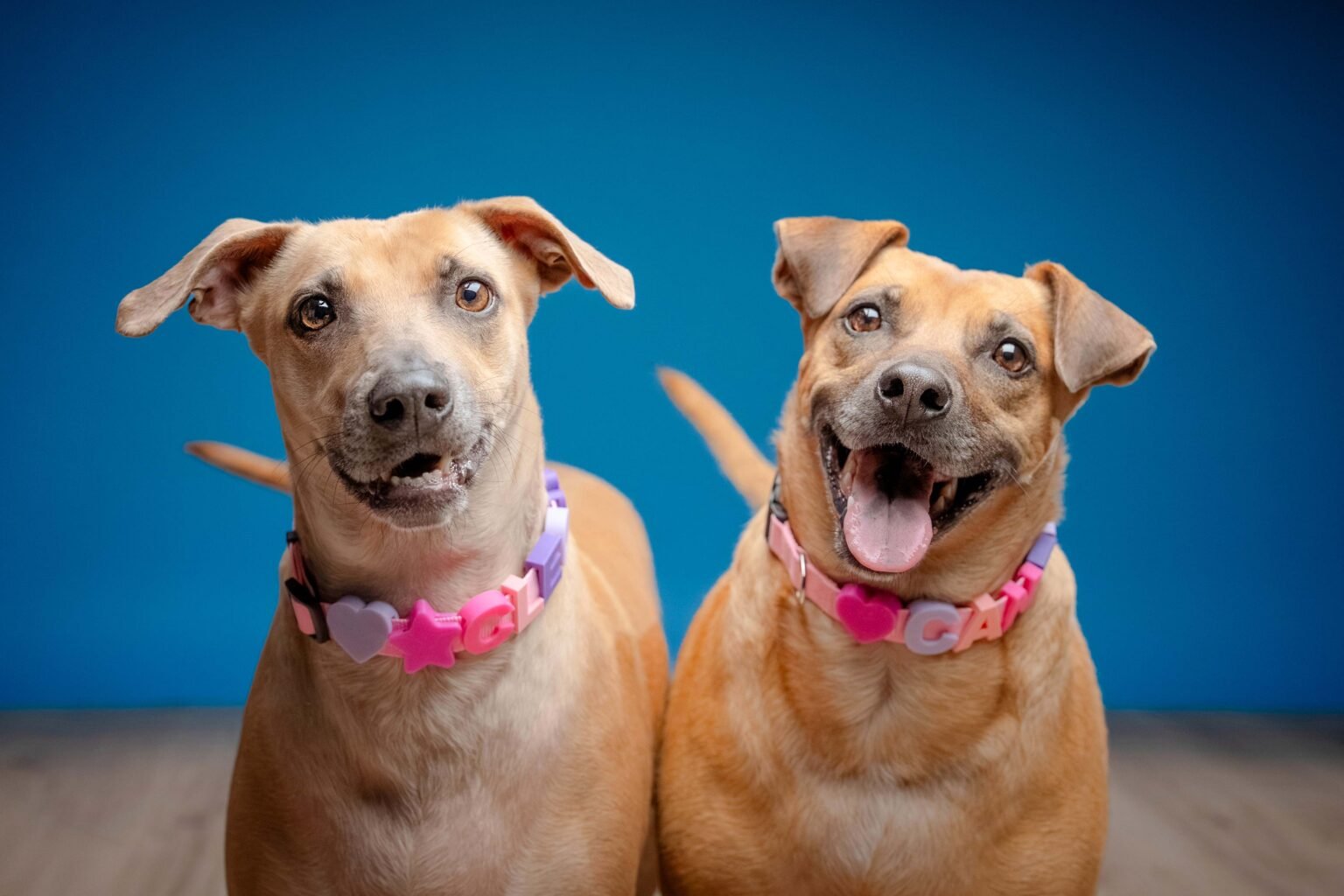 Vicente,-Leo,-Maya,-Cleo-y-Canela-13-web