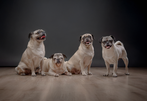 sesiones-de-fotos-de-pugs