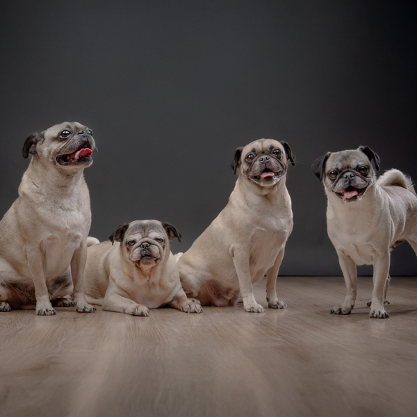sesiones-de-fotos-de-pugs