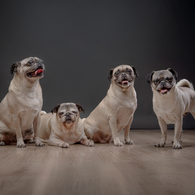 sesiones-de-fotos-de-pugs