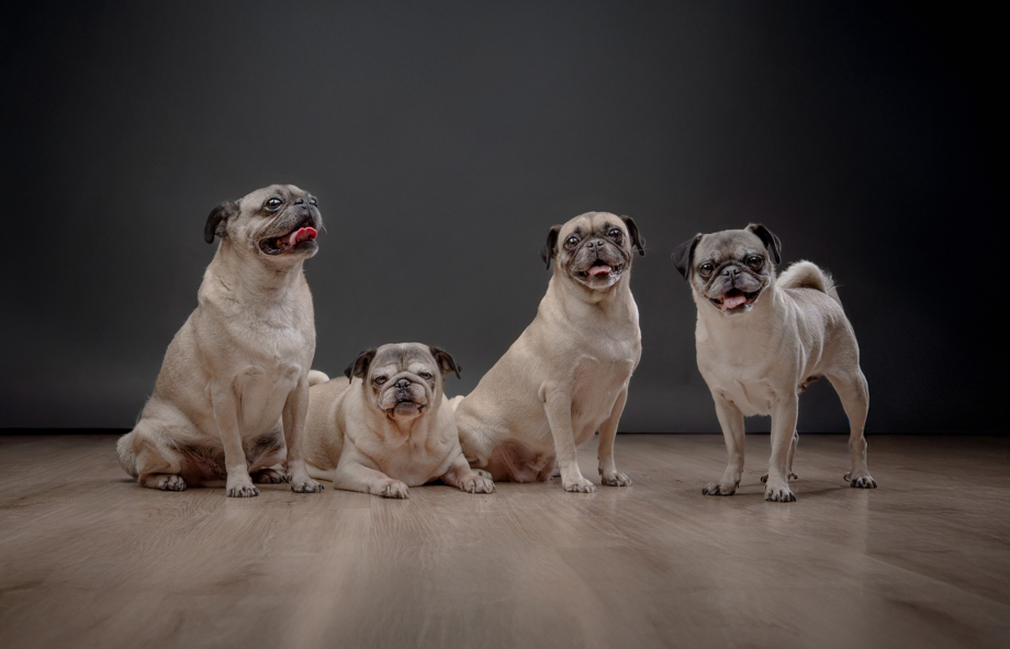 sesiones-de-fotos-de-pugs