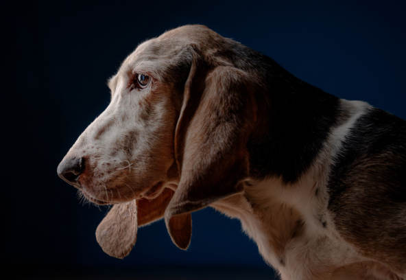 Basset-Hound-1