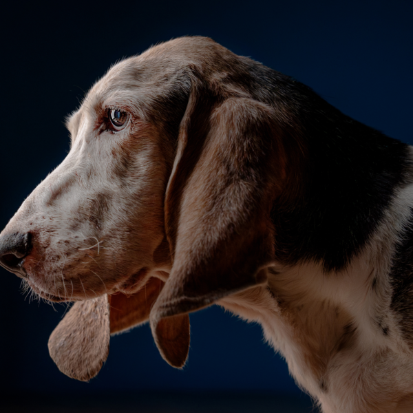 Basset-Hound-1